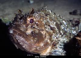 Image result for Scorpaena porcus