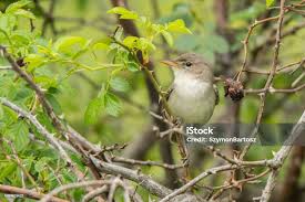 Image result for Hippolais olivetorum