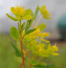 Attēlu rezultāti vaicājumam “Euphorbia palustris flower”