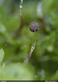 Attēlu rezultāti vaicājumam “Clastoderma debaryanum macro”