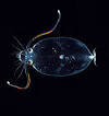 Glass squid - Wikipedia, the free encyclopedia