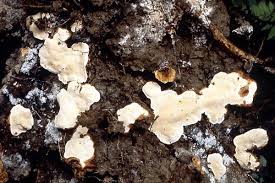 Attēlu rezultāti vaicājumam “Heterobasidion parviporum”