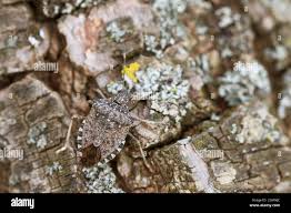 Attēlu rezultāti vaicājumam “Jalla dumosa imago”