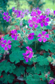 Attēlu rezultāti vaicājumam “Geranium bohemicum leaf”