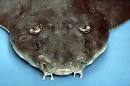 FLMNH Ichthyology Department: Atlantic Angelshark