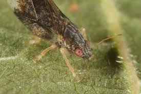 Attēlu rezultāti vaicājumam “Trioza dispar”