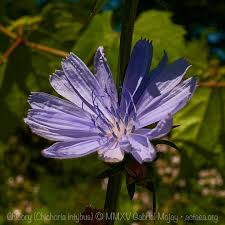 Image result for Cichorium intybus