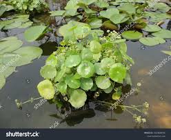 Attēlu rezultāti vaicājumam “Hydrocotyle vulgaris”