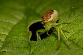 Attēlu rezultāti vaicājumam “Diaea dorsata”