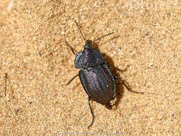 Attēlu rezultāti vaicājumam “Phosphuga atrata”