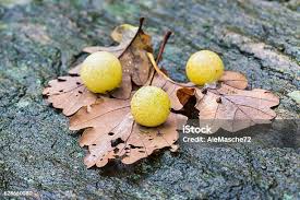 Attēlu rezultāti vaicājumam “Cynips quercusfolii”