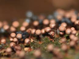 Attēlu rezultāti vaicājumam “Cribraria vulgaris macro”