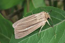 Attēlu rezultāti vaicājumam “Mythimna impura”