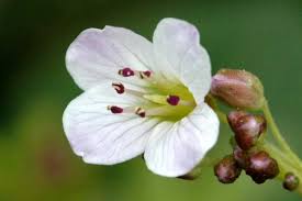 Attēlu rezultāti vaicājumam “Cardamine amara flower”