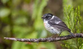 Attēlu rezultāti vaicājumam “Muscicapidae”
