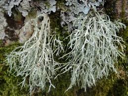 Attēlu rezultāti vaicājumam “Ramalina farinacea”