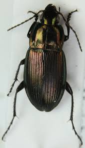 Attēlu rezultāti vaicājumam “Poecilus cupreus”