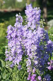 Image result for Rittersporn