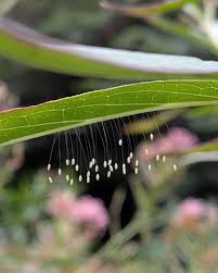 Attēlu rezultāti vaicājumam “Chrysopa eggs”