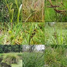 Attēlu rezultāti vaicājumam “Carex lepidocarpa leaf”