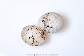 Attēlu rezultāti vaicājumam “Emberiza schoeniclus eggs”