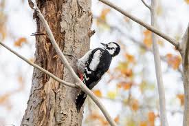 Attēlu rezultāti vaicājumam “Dendrocopos major”
