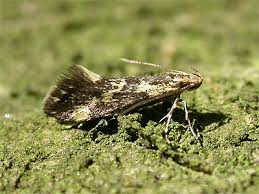 Attēlu rezultāti vaicājumam “Denisia similella”