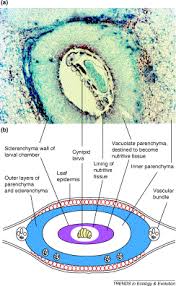 Attēlu rezultāti vaicājumam “Geocrypta galii larva”
