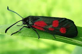 Attēlu rezultāti vaicājumam “Zygaena viciae”