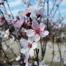 Attēlu rezultāti vaicājumam “Prunus cerasifera flower”