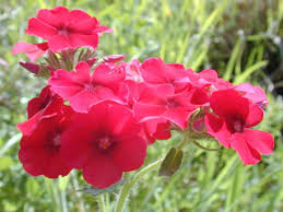 Image result for Phlox drummondii