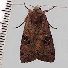 Attēlu rezultāti vaicājumam “Xestia baja”