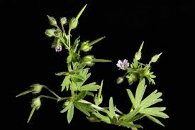 Attēlu rezultāti vaicājumam “Geranium pusillum leaf”