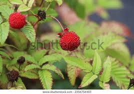 Attēlu rezultāti vaicājumam “Rubus illecebrosus fruit”