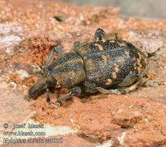 Attēlu rezultāti vaicājumam “Hylobius abietis”