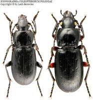 Attēlu rezultāti vaicājumam “Pterostichus aethiops”