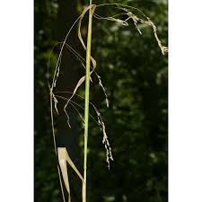 Attēlu rezultāti vaicājumam “Poa remota”