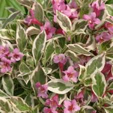 Attēlu rezultāti vaicājumam “Weigela praecox”