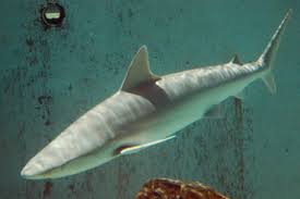 Image result for Carcharhinus acronotus