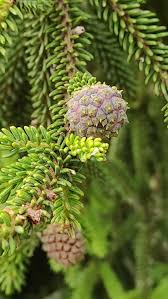 Attēlu rezultāti vaicājumam “Picea orientalis”