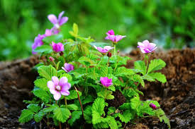 Attēlu rezultāti vaicājumam “Rubus arcticus flower”