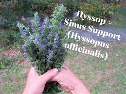 Image result for Hyssopus officinalis