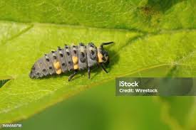 Attēlu rezultāti vaicājumam “Psyllobora vigintiduopunctata larva”