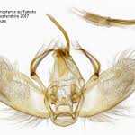 Attēlu rezultāti vaicājumam “Lampropteryx suffumata”