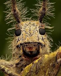 Attēlu rezultāti vaicājumam “Craniophora ligustri imago”