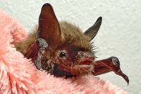 Attēlu rezultāti vaicājumam “Myotis brandtii”