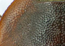 Attēlu rezultāti vaicājumam “Ostoma ferruginea”