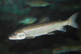 Image result for Salvelinus namaycush