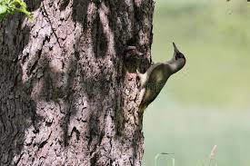 Attēlu rezultāti vaicājumam “Picus viridis nest”