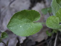 Attēlu rezultāti vaicājumam “Viola collina leaf”